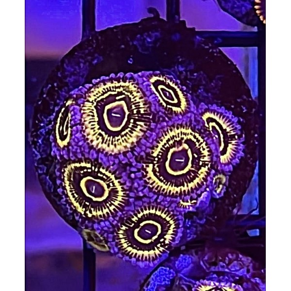 STRATOSPHERE ZOAS (ONE POLYP)