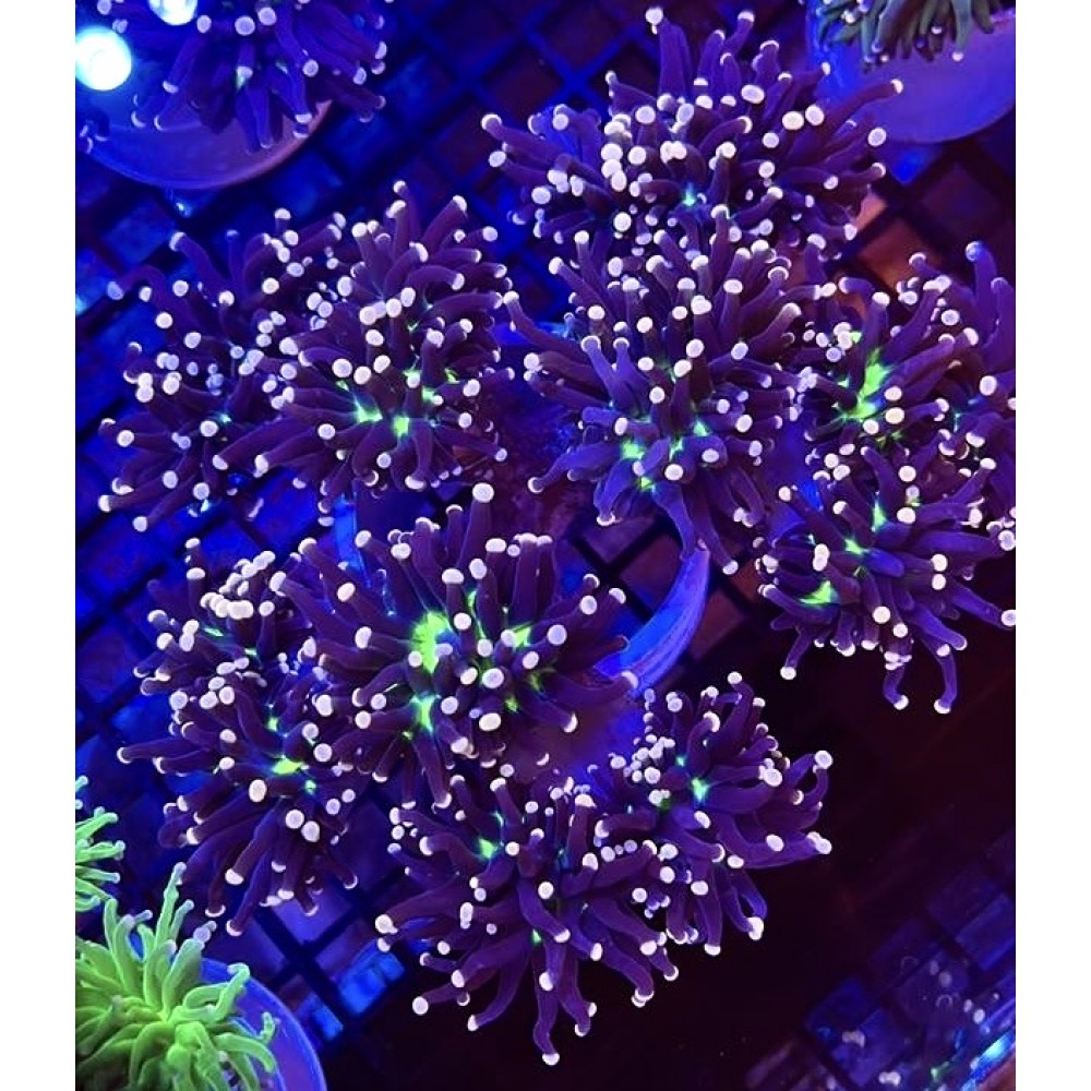 MYSTIC TORCH CORAL