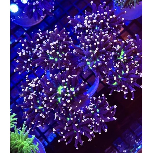 MYSTIC TORCH CORAL