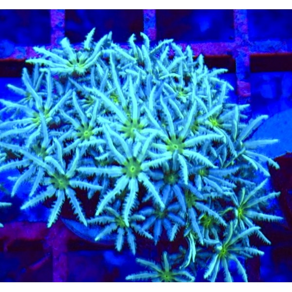 FIJI ORGAN PIPE CORAL