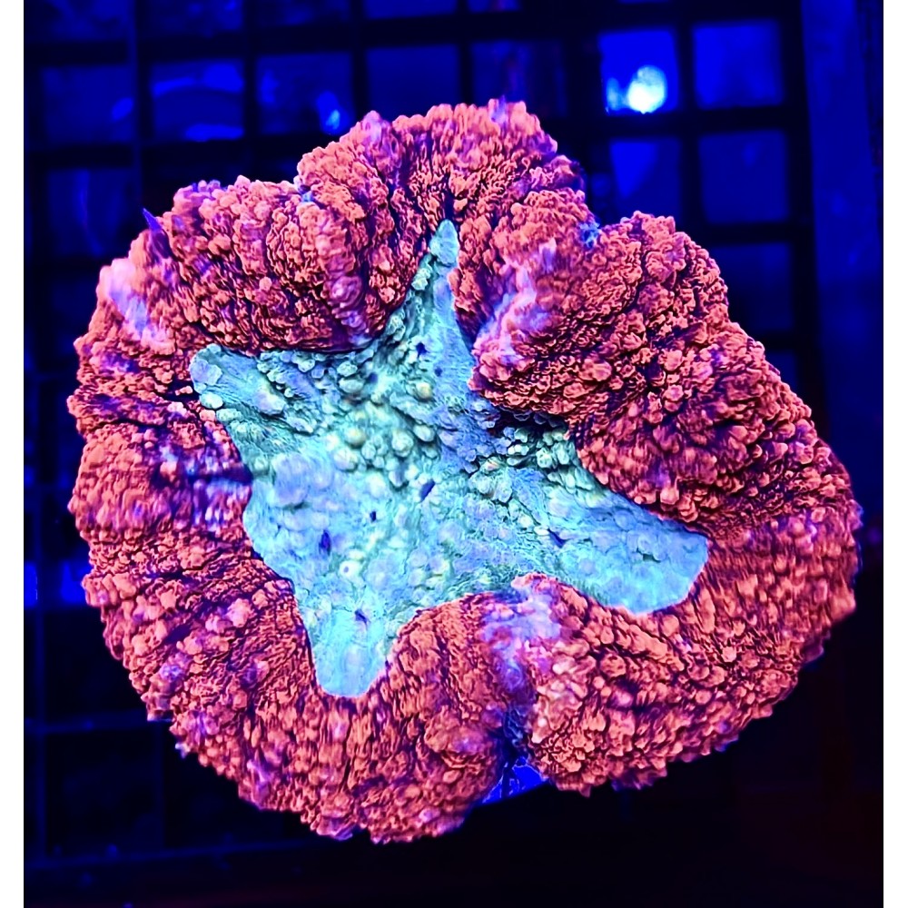 RED LOBO BRAIN