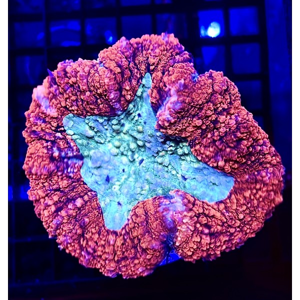 RED LOBO BRAIN