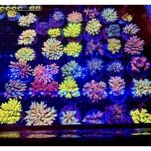 BALI SPS CULTURE CORAL