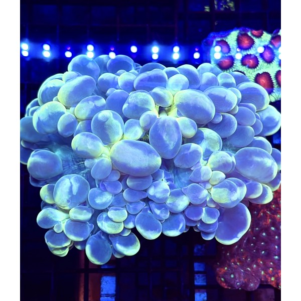 GREEN CAT EYE BUBBLE CORAL 