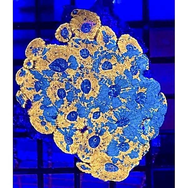ORANGE ECHINATA BRAIN CORAL
