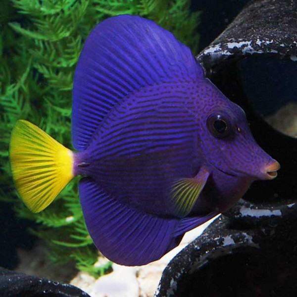 PURPLE TANG 