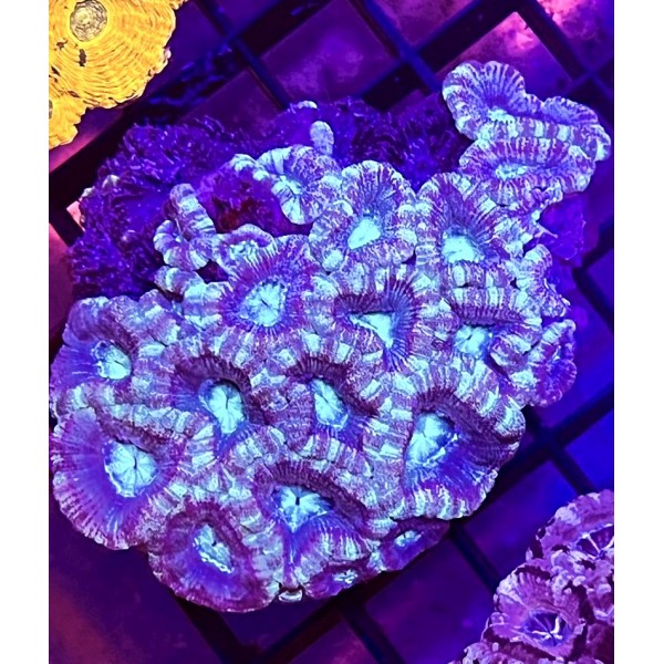 GREEN ACAN CORAL