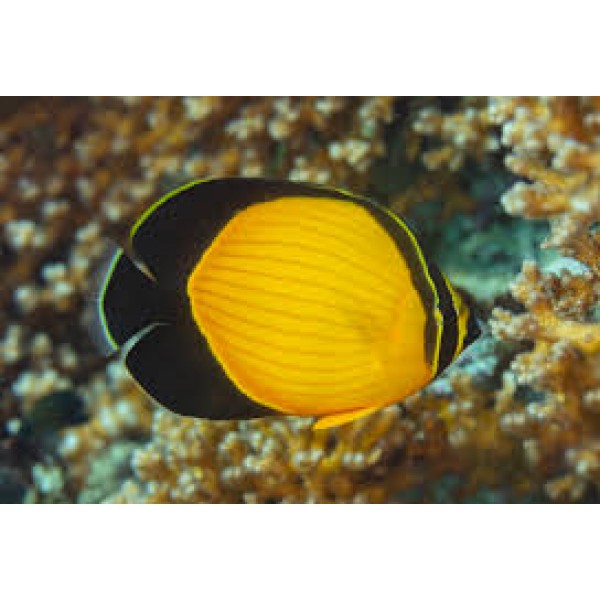ARABIAN BUTTERFLY FISH