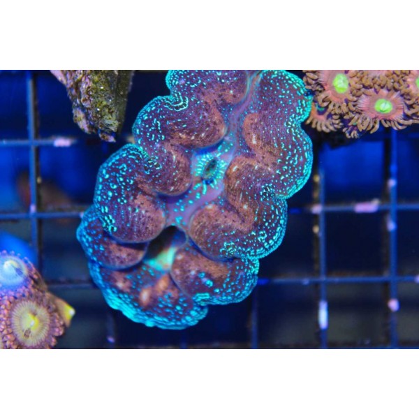 BLUE CROCEA CLAM