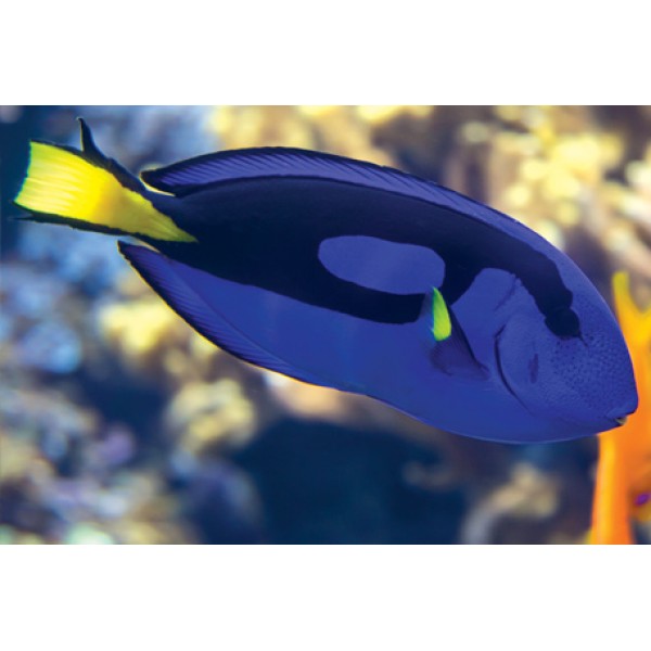 BLUE TANG -L