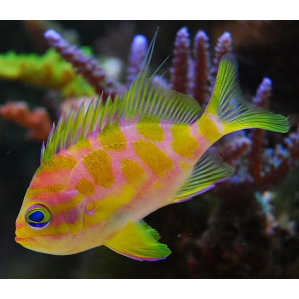 BORBONIUS ANTHIAS