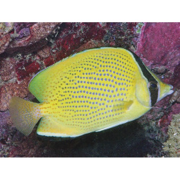 CITRON BUTTERFLYFISH