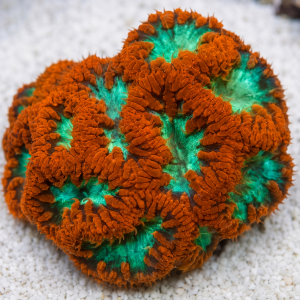BLASTOMUSA CORAL 