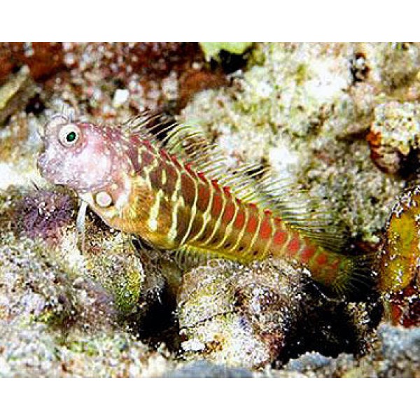 GOLDEN TIGER BLENNY 