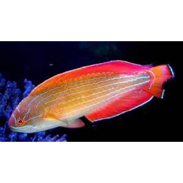 ELIGH-LINE FLASHER WRASSE MALE 