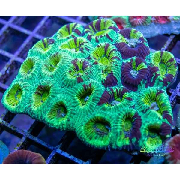 FAVIA CORAL 