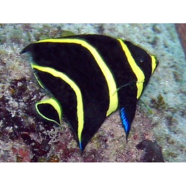 FRENCH ANGEL FISH JUV