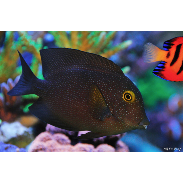 GOLD RING BRUSTLETOOTH 