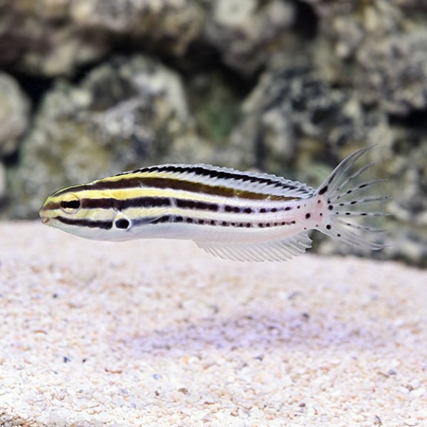 GRAMMISTES BLENNY