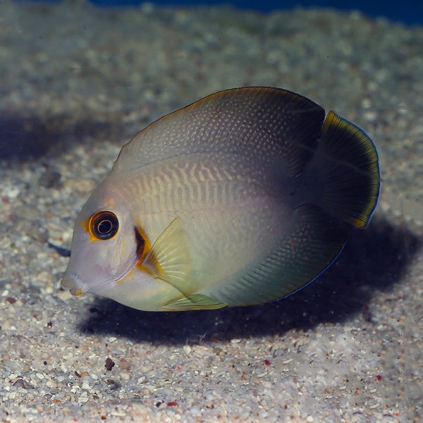 HALF BLACK MIMIC TANG