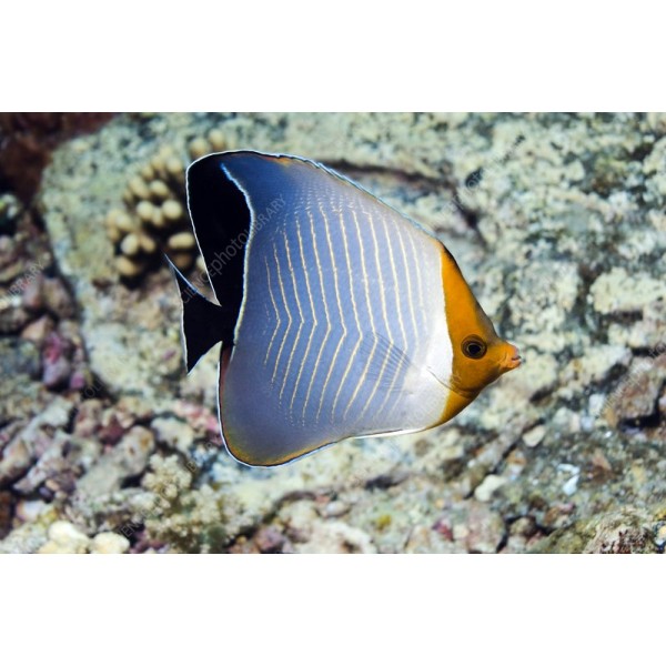 HOODED BUTTERFLY FISH