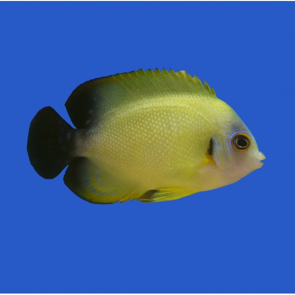 HYBRID LEMON PEEL ANGELFISH