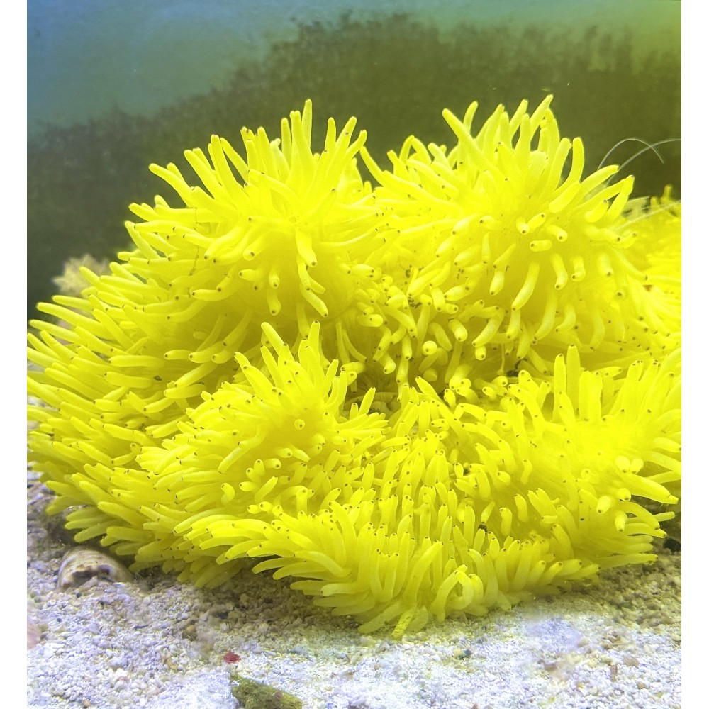 YELLOW ANEMONE