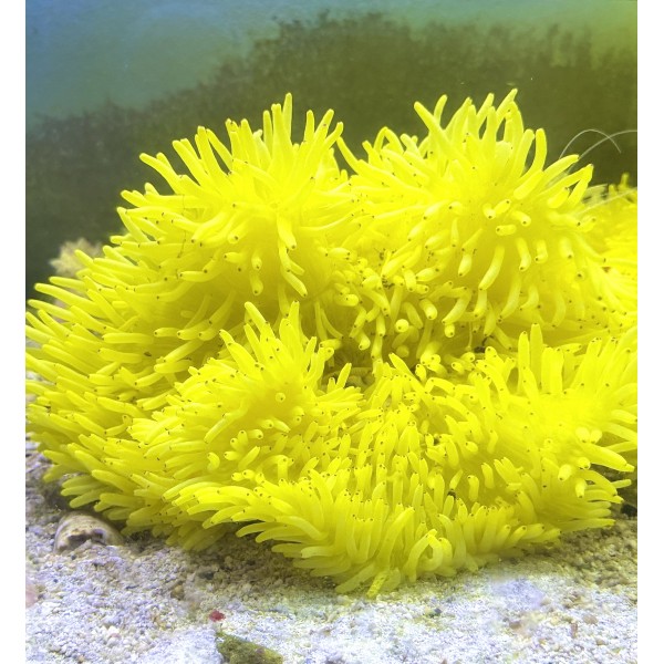 YELLOW ANEMONE
