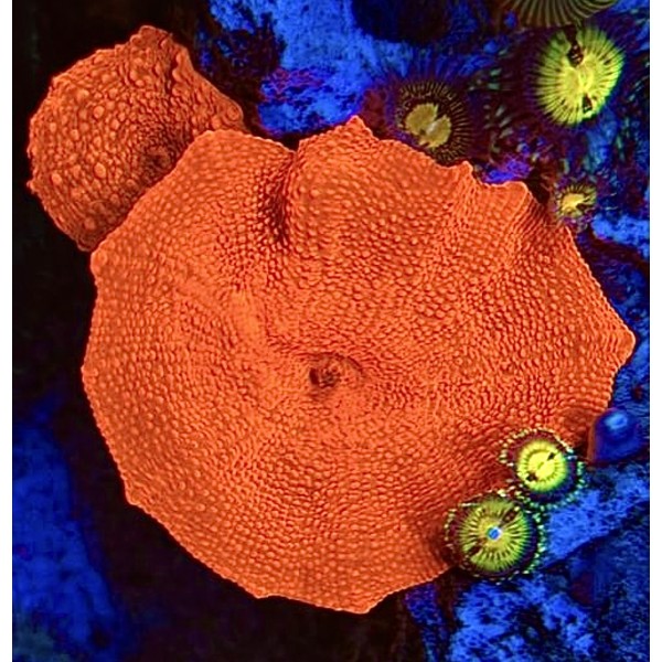 RED MUSHROOM CORAL