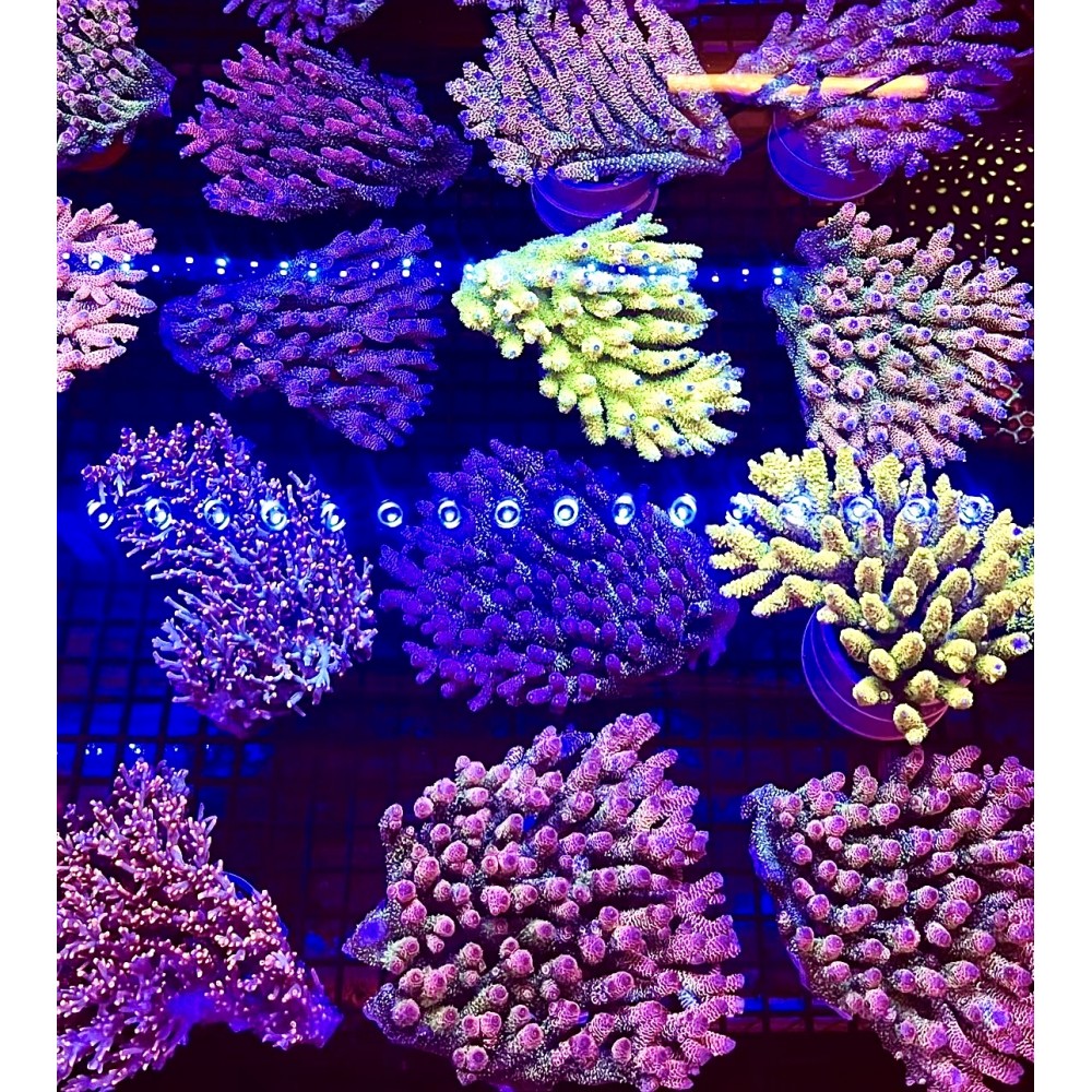 SABAH SPS CORAL