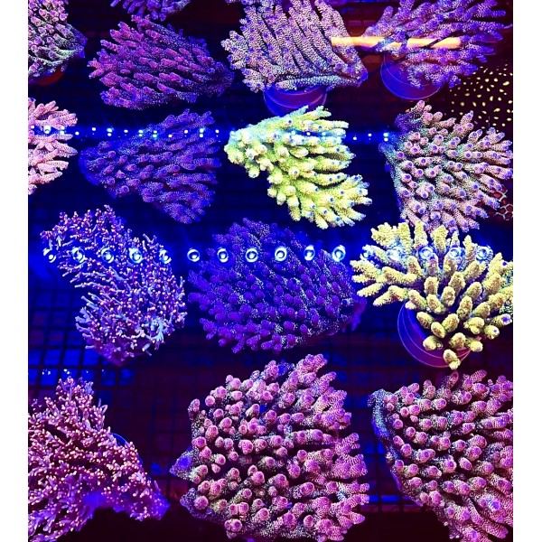 SABAH SPS CORAL