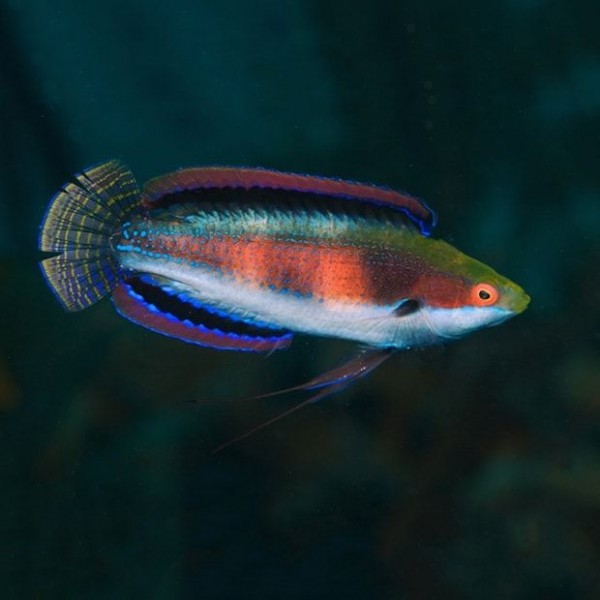 KATHERINE'S FAIRY WRASSE - MALE
