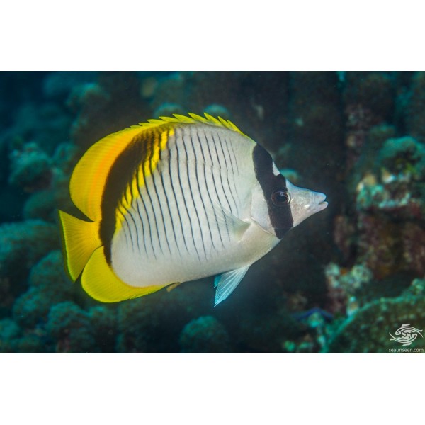 LINED BUTTERFLY FISH