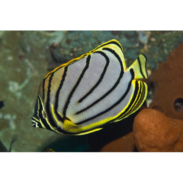 MEYEY'S BUTTERFLYFISH