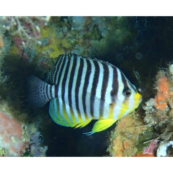 MULTIBAR BANDED ANGELFISH