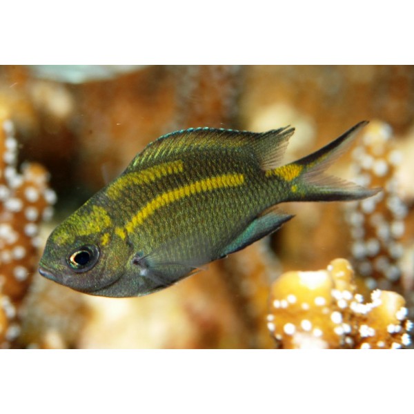 ORANGE LINE CHROMIS