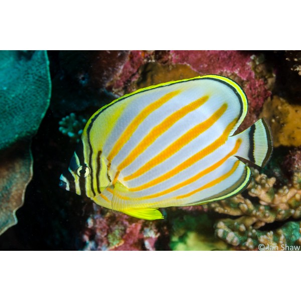 ORNATE BUTTERFLY FISH