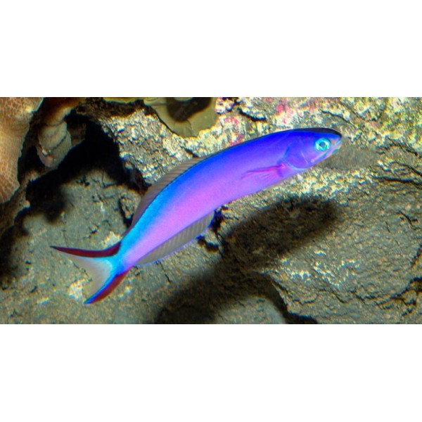 PURPLE TILEFISH