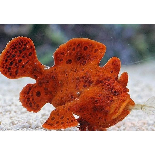 RED ANGLER FROGFISH