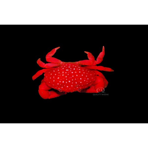 STRAWBERRY CRAB