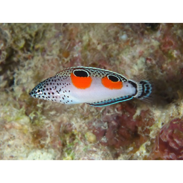 TWIN SPOT WRASSE