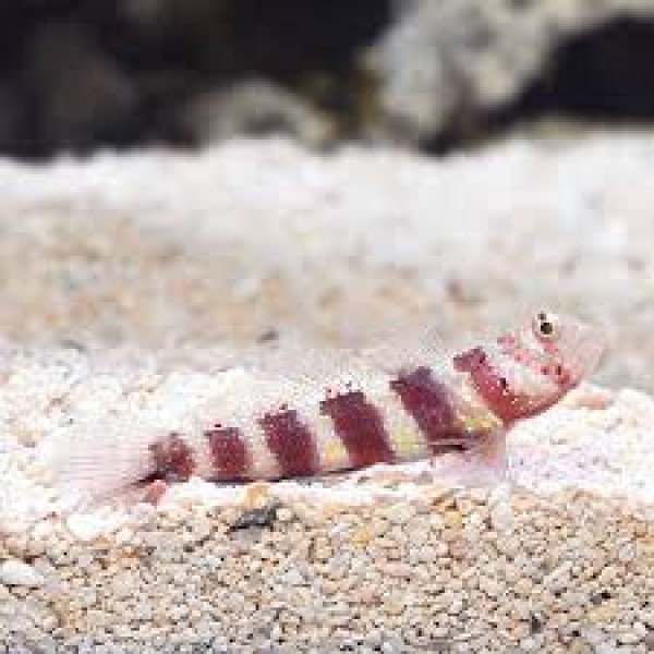 WHEELER PRAWN GOBY