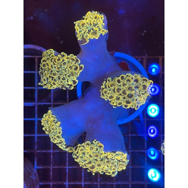 GOLD WALL HAMMER CORAL