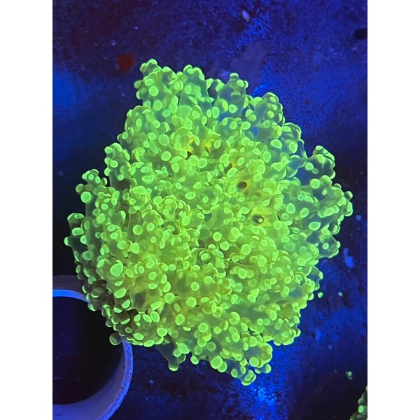 FROGSPAWN CORAL