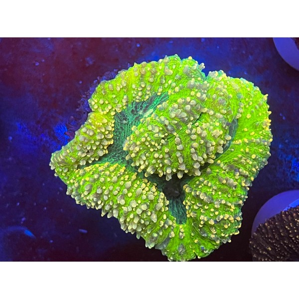 YELLOW LOBO CORAL