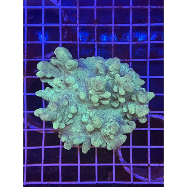 FINGER LEATHER CORAL