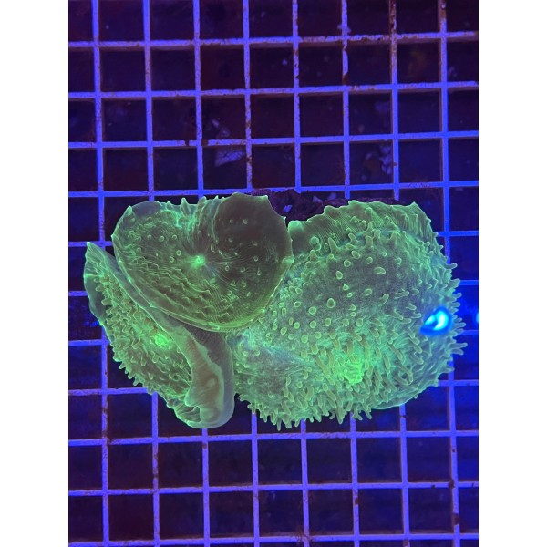 GREEN ELEPHANT EAR CORAL