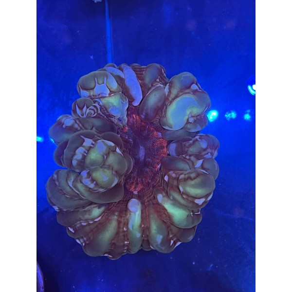 GREEN CYNARINA CORAL