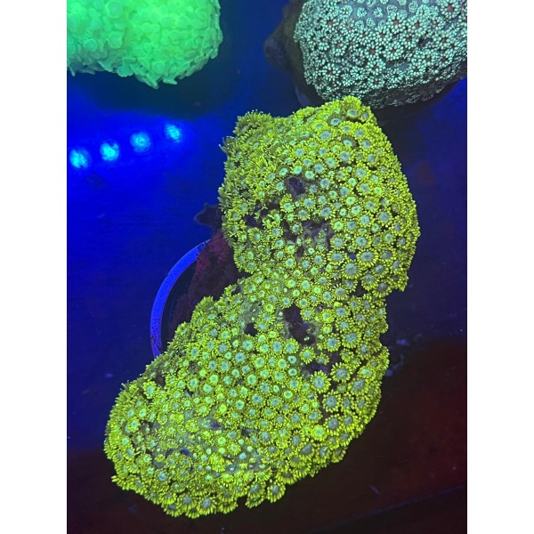 FLOWER POTS CORAL