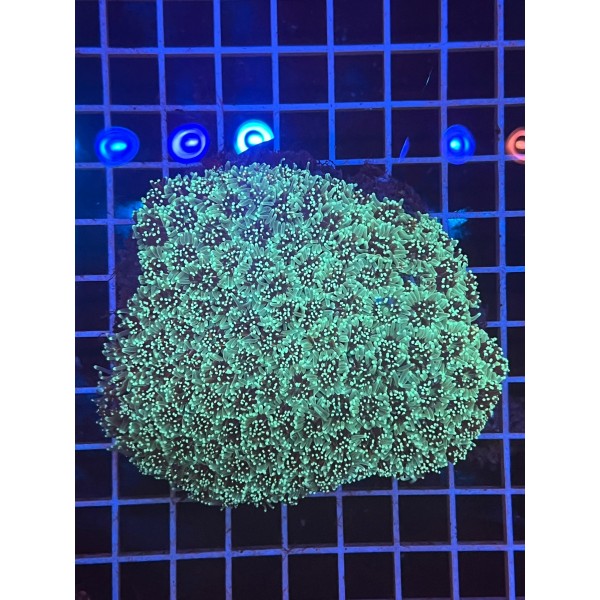 GALAXY CORAL